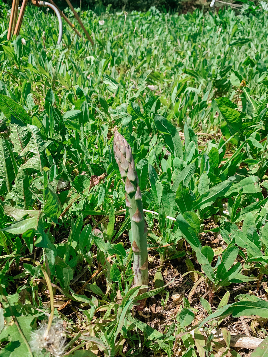 Asparagus Ripe Radish Farm