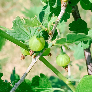 Gooseberries