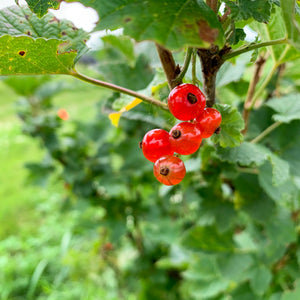 Currants:  Red, Champagne, & Black