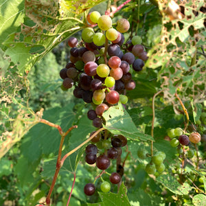 Grapes...green and red.