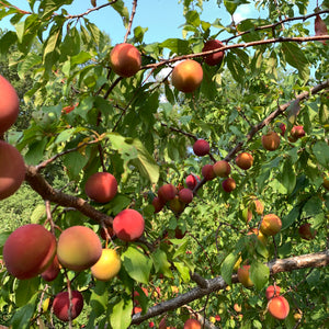 Plums:  various varieties!